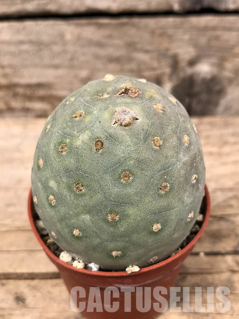 SHPR5455 Tephrocactus geometricus, Angostura de Guanchim, Tinogasta, Argentina Catamarca - Obrázek 3