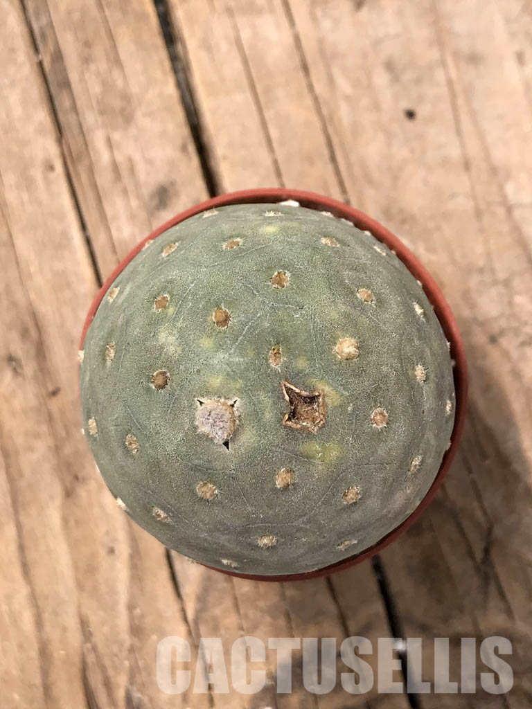 SHPR5455 Tephrocactus geometricus, Angostura de Guanchim, Tinogasta, Argentina Catamarca - Obrázek 4