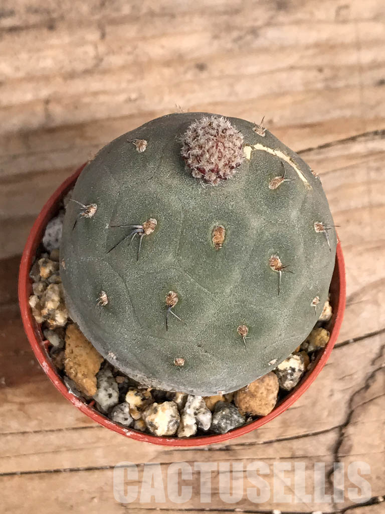 SHPR5455 Tephrocactus geometricus, Angostura de Guanchim, Tinogasta, Argentina Catamarca