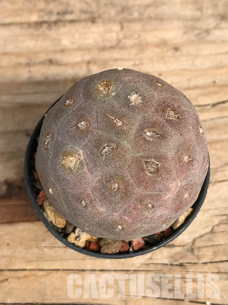SHPR5455 Tephrocactus geometricus, Angostura de Guanchim, Tinogasta, Argentina Catamarca - Obrázek 6