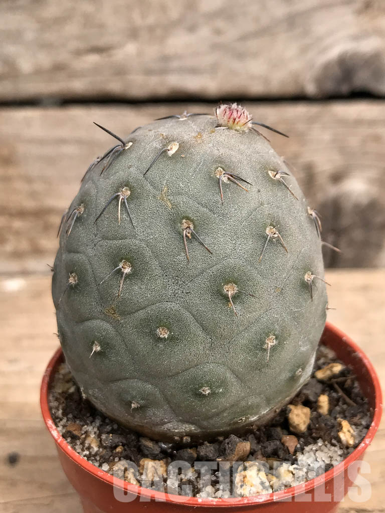 SHPR5456 Tephrocactus geometricus, Angostura de Guanchim, Tinogasta, Argentina Catamarca - Зображення 2