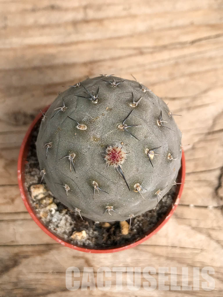 SHPR5456 Tephrocactus geometricus, Angostura de Guanchim, Tinogasta, Argentina Catamarca - Зображення 4