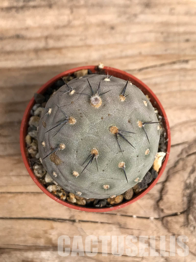 SHPR5456 Tephrocactus geometricus, Angostura de Guanchim, Tinogasta, Argentina Catamarca - Зображення 5