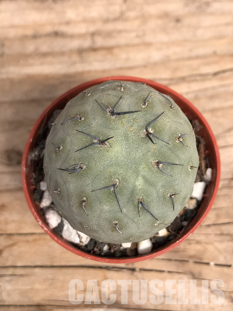 SHPR5456 Tephrocactus geometricus, Angostura de Guanchim, Tinogasta, Argentina Catamarca - Зображення 6