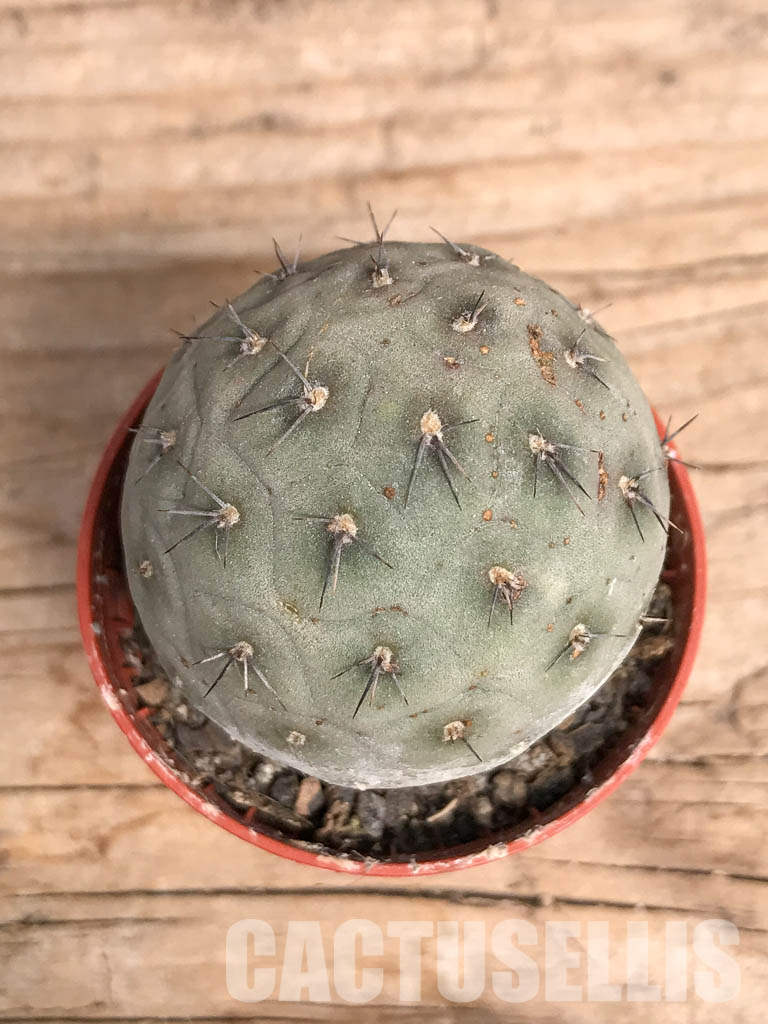 SHPR5456 Tephrocactus geometricus, Angostura de Guanchim, Tinogasta, Argentina Catamarca - Зображення 7