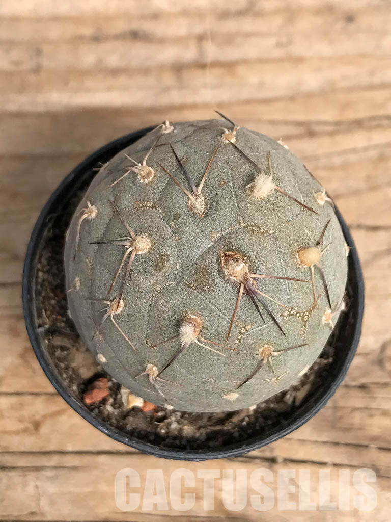 SHPR5456 Tephrocactus geometricus, Angostura de Guanchim, Tinogasta, Argentina Catamarca - Зображення 8