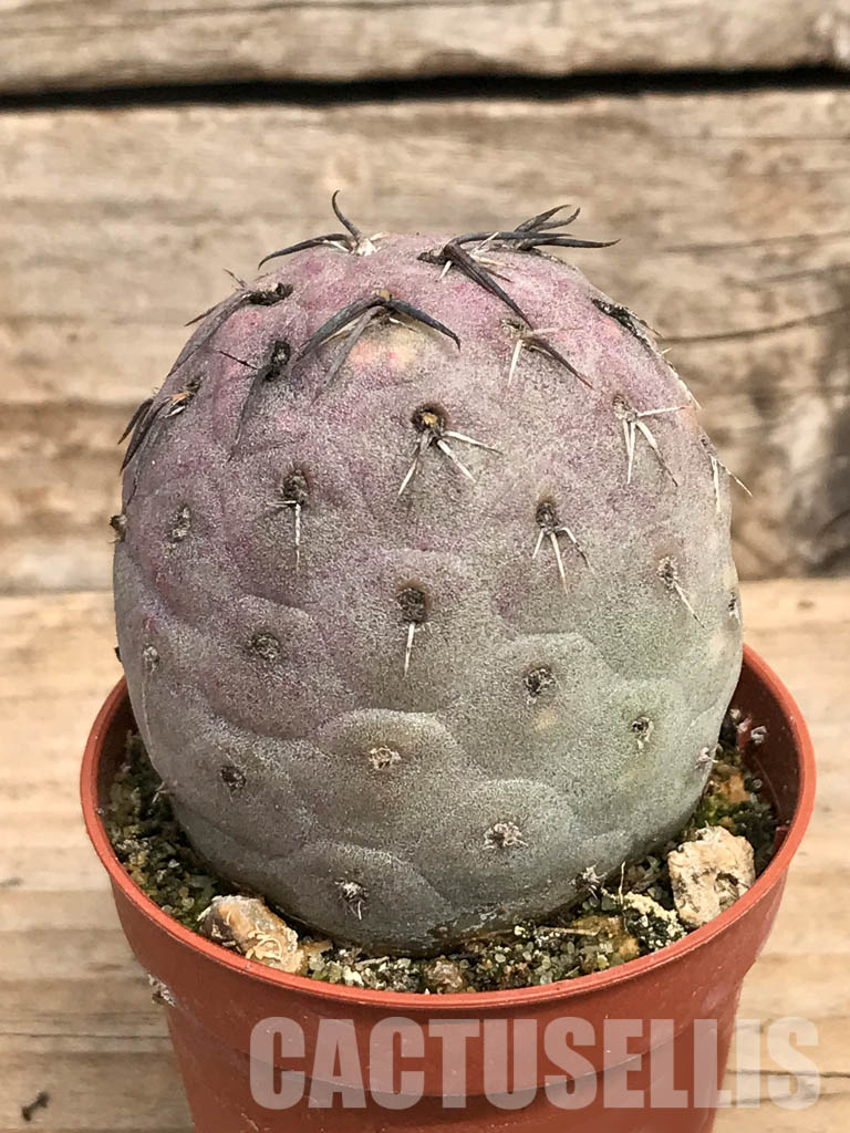 SHPR5458 Tephrocactus geometricus, Angostura de Guanchim, Tinogasta, Argentina Catamarca – Bild 2