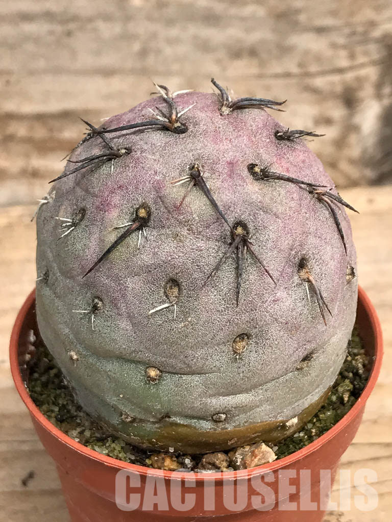 SHPR5458 Tephrocactus geometricus, Angostura de Guanchim, Tinogasta, Argentina Catamarca – Bild 3
