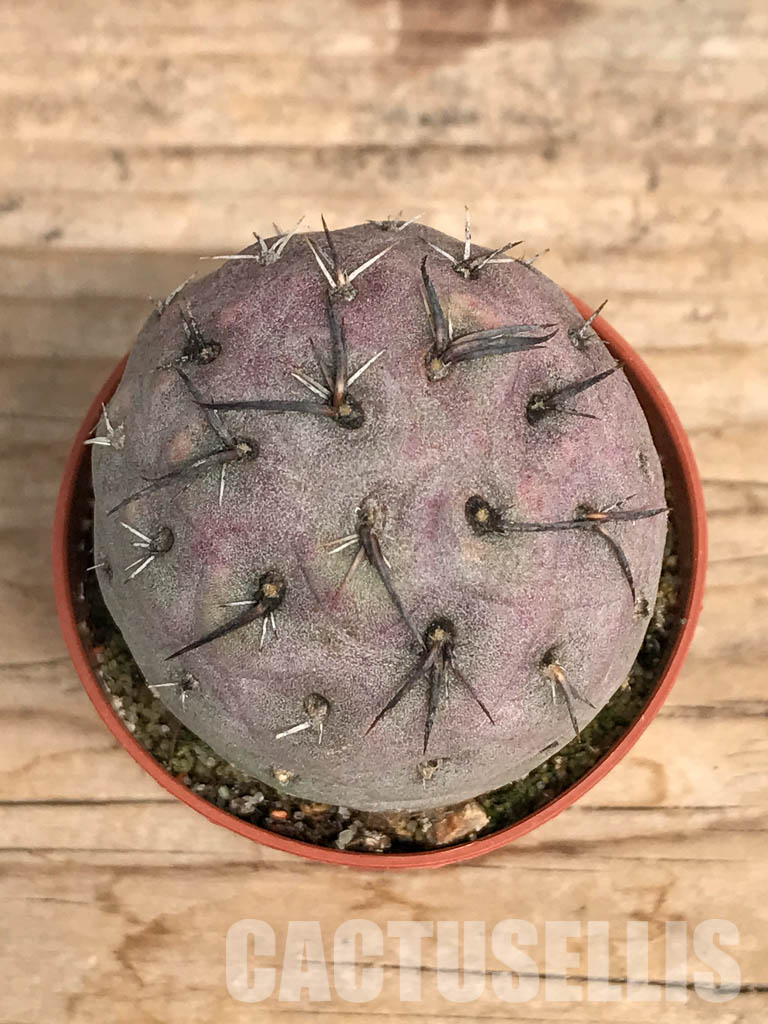 SHPR5458 Tephrocactus geometricus, Angostura de Guanchim, Tinogasta, Argentina Catamarca