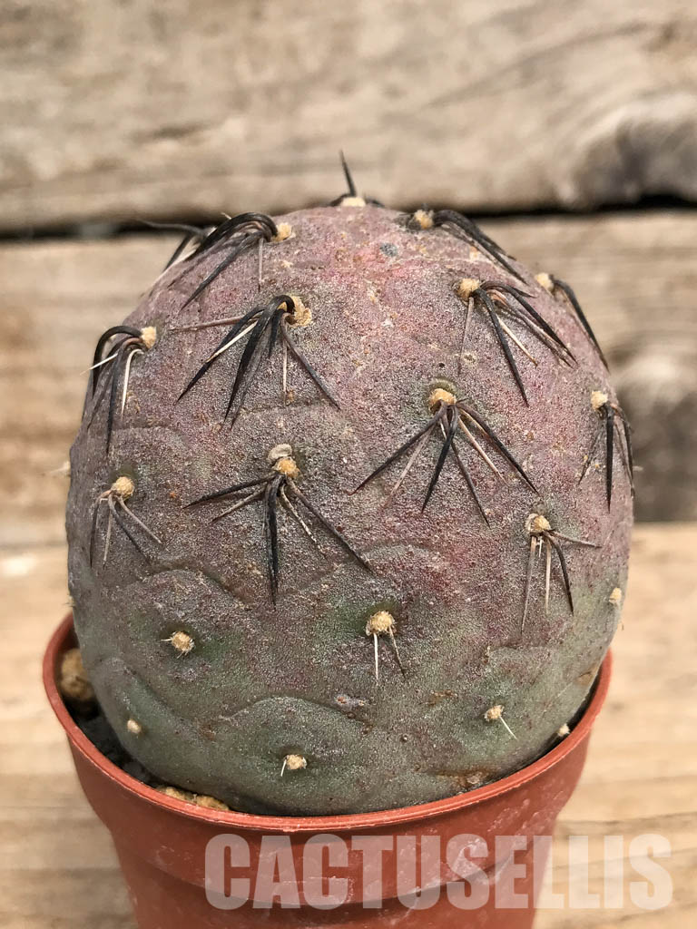 SHPR5461 Tephrocactus geometricus, Angostura de Guanchim, Tinogasta, Argentina Catamarca – Bild 2