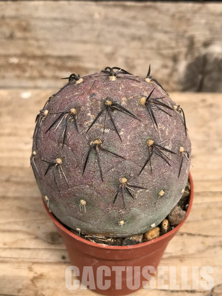 SHPR5461 Tephrocactus geometricus, Angostura de Guanchim, Tinogasta, Argentina Catamarca – Bild 3