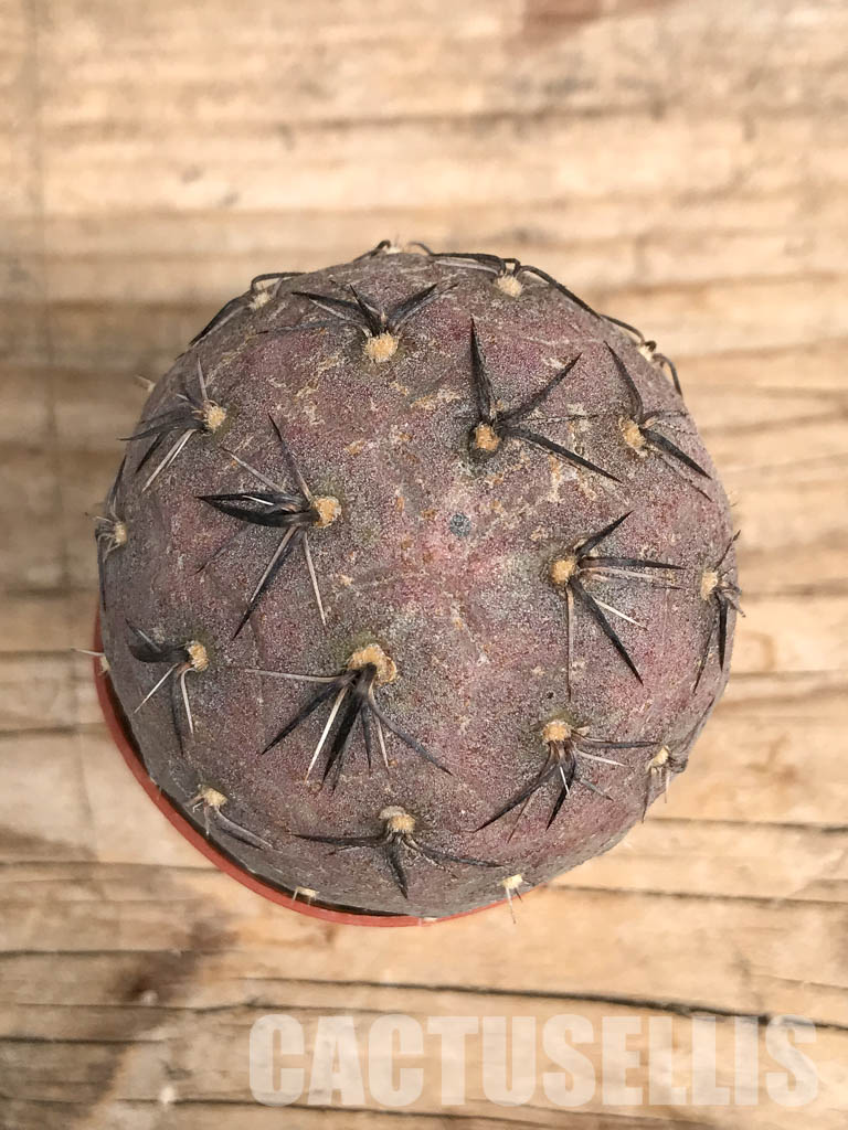 SHPR5461 Tephrocactus geometricus, Angostura de Guanchim, Tinogasta, Argentina Catamarca