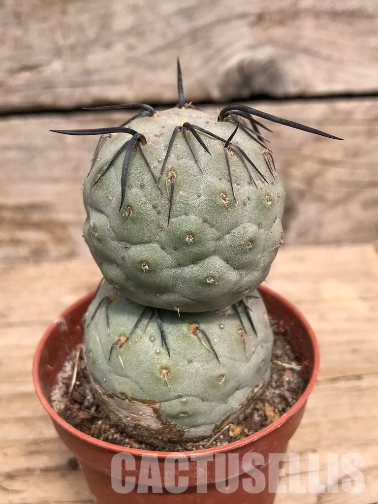 SHPR5466 Tephrocactus geometricus, Angostura de Guanchim, Tinogasta, Argentina Catamarca – Bild 2
