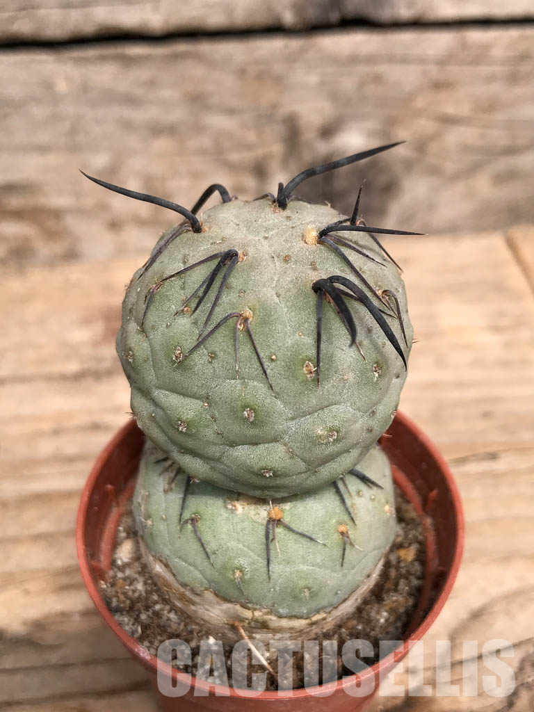 SHPR5466 Tephrocactus geometricus, Angostura de Guanchim, Tinogasta, Argentina Catamarca – Bild 3