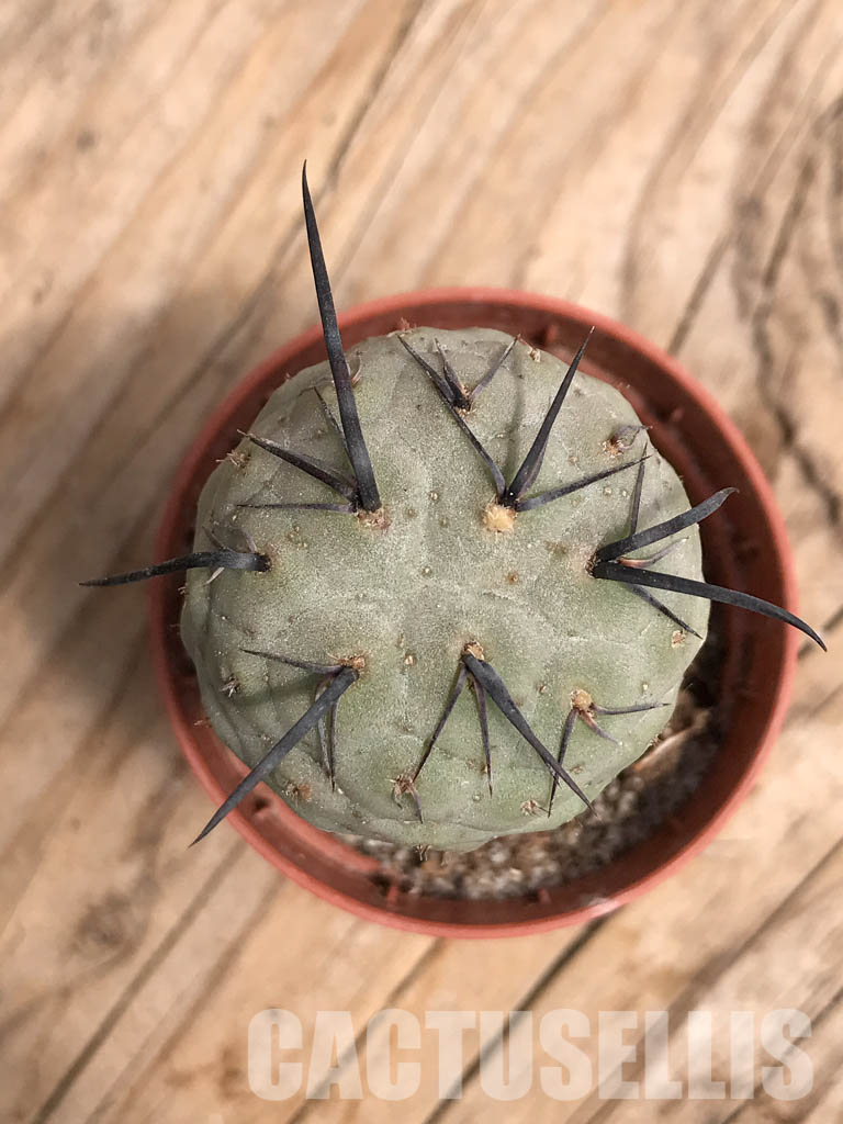SHPR5466 Tephrocactus geometricus, Angostura de Guanchim, Tinogasta, Argentina Catamarca – Bild 4