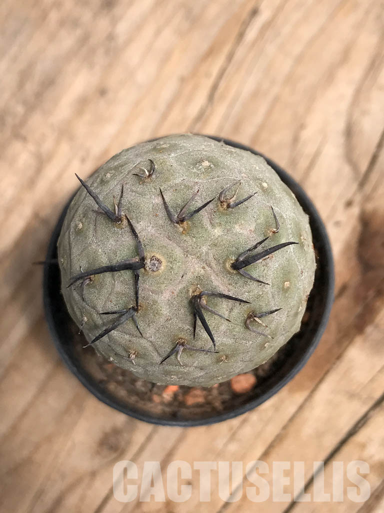 SHPR5466 Tephrocactus geometricus, Angostura de Guanchim, Tinogasta, Argentina Catamarca – Bild 5