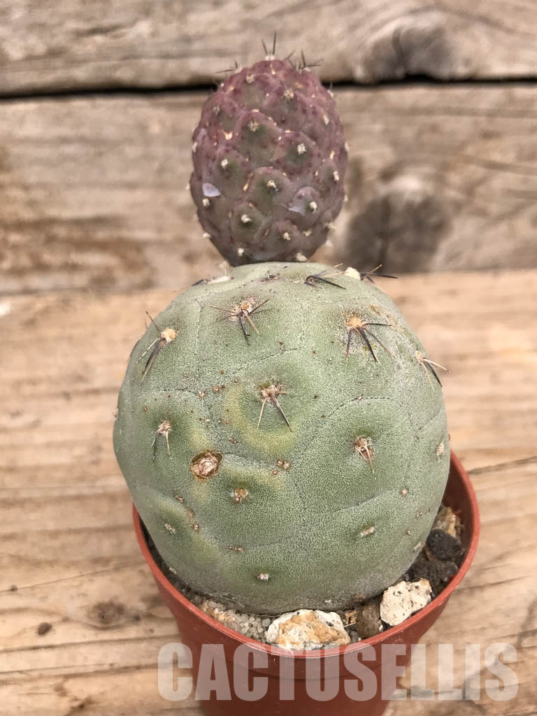 SHPR5475 Tephrocactus geometricus, Angostura de Guanchim, Tinogasta, Argentina Catamarca - Image 2