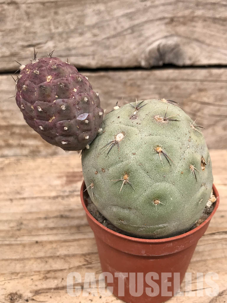 SHPR5475 Tephrocactus geometricus, Angostura de Guanchim, Tinogasta, Argentina Catamarca - Image 3