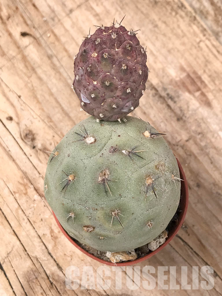 SHPR5475 Tephrocactus geometricus, Angostura de Guanchim, Tinogasta, Argentina Catamarca