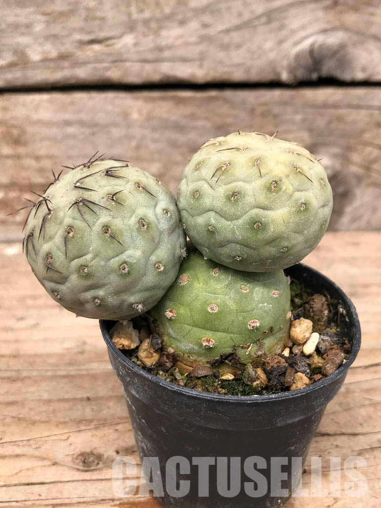 SHPR5481 Tephrocactus geometricus, Angostura de Guanchim, Tinogasta, Argentina Catamarca - Image 2