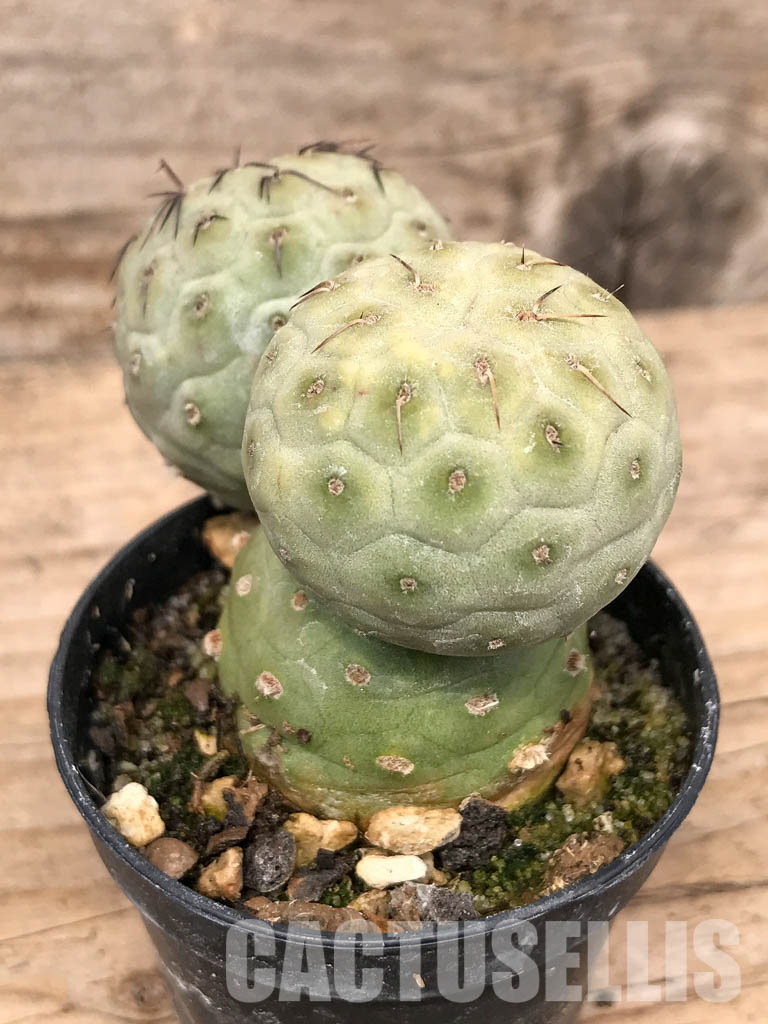 SHPR5481 Tephrocactus geometricus, Angostura de Guanchim, Tinogasta, Argentina Catamarca - Image 3