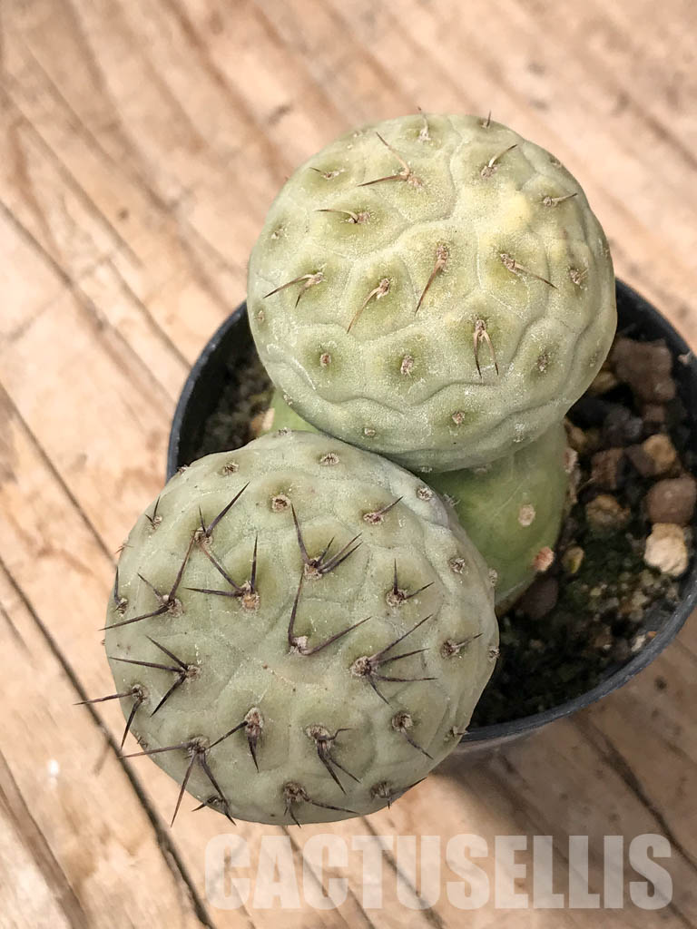 SHPR5481 Tephrocactus geometricus, Angostura de Guanchim, Tinogasta, Argentina Catamarca - Image 4