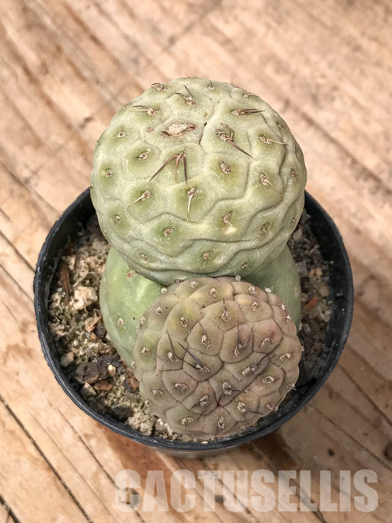 SHPR5481 Tephrocactus geometricus, Angostura de Guanchim, Tinogasta, Argentina Catamarca - Image 5