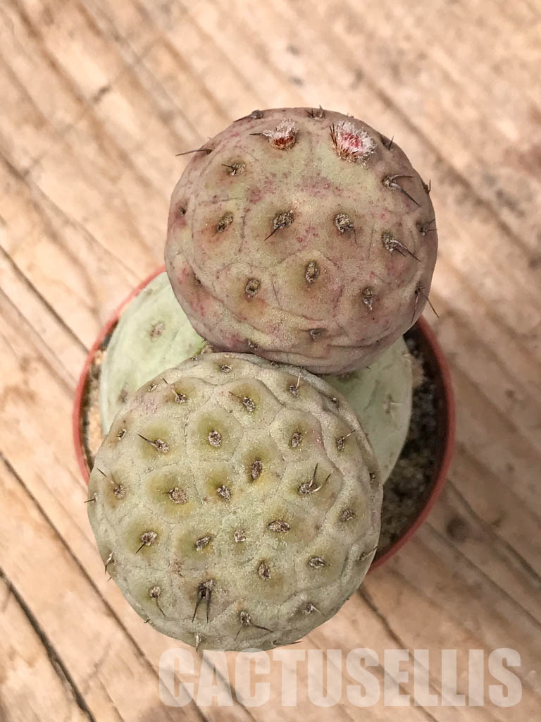 SHPR5481 Tephrocactus geometricus, Angostura de Guanchim, Tinogasta, Argentina Catamarca