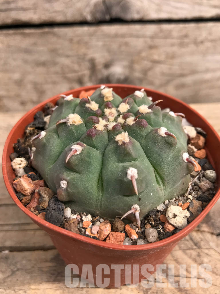 SHPR5488 Gymnocalycium vatteri var. unguispinum - Image 2