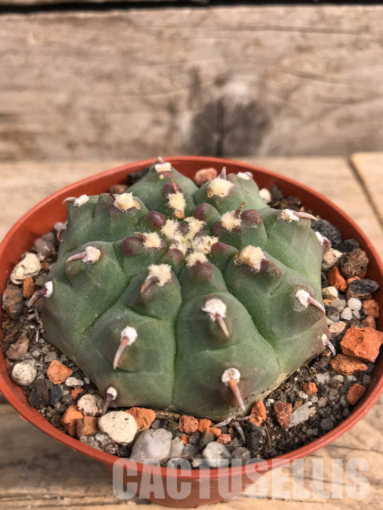 SHPR5488 Gymnocalycium vatteri var. unguispinum - Image 3