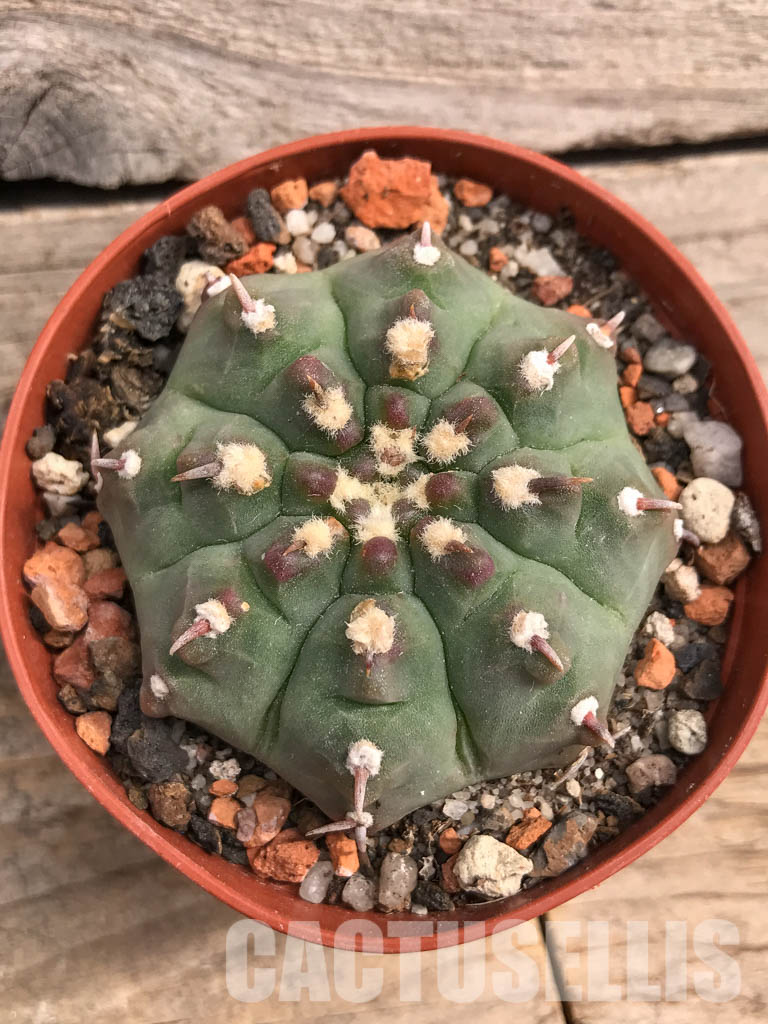 SHPR5488 Gymnocalycium vatteri var. unguispinum