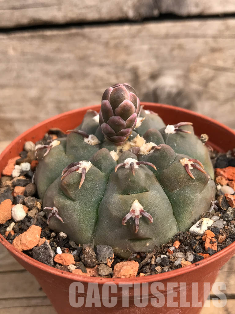 SHPR5489 Gymnocalycium vatteri var. unguispinum - Зображення 2