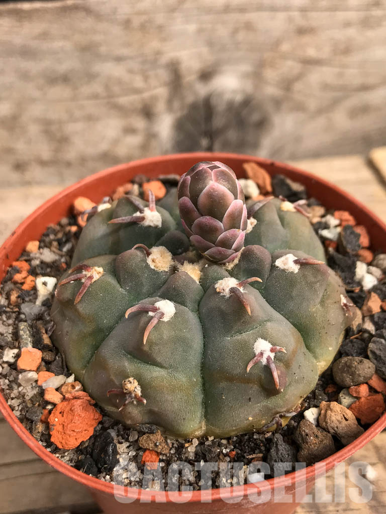 SHPR5489 Gymnocalycium vatteri var. unguispinum - Зображення 3