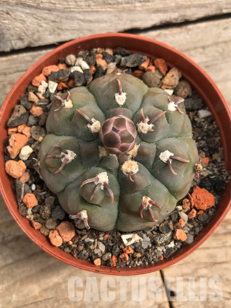 SHPR5489 Gymnocalycium vatteri var. unguispinum - Зображення 4