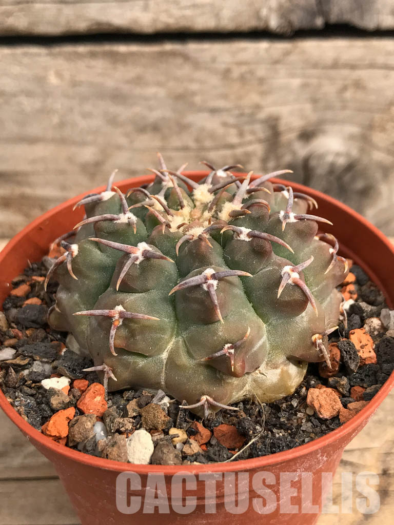 SHPR5492 Gymnocalycium vatteri var. unguispinum - Obrázek 2