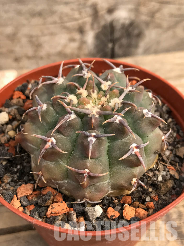 SHPR5492 Gymnocalycium vatteri var. unguispinum - Obrázek 3