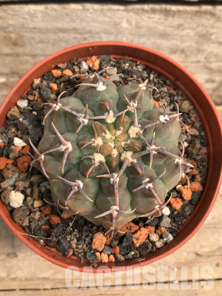 SHPR5492 Gymnocalycium vatteri var. unguispinum - Obrázek 4