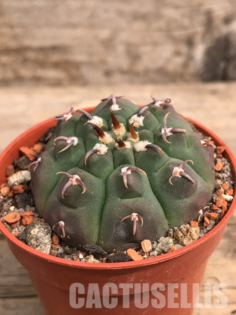 SHPR5504 Gymnocalycium vatteri var. unguispinum - 画像 (2)