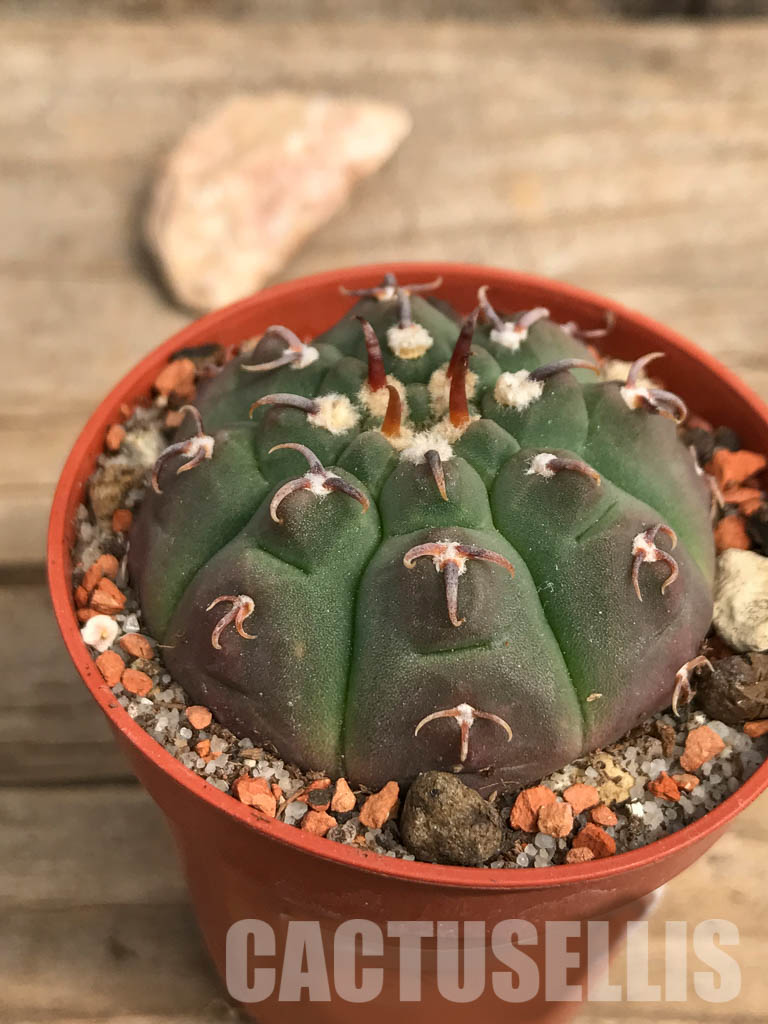 SHPR5504 Gymnocalycium vatteri var. unguispinum - 画像 (3)