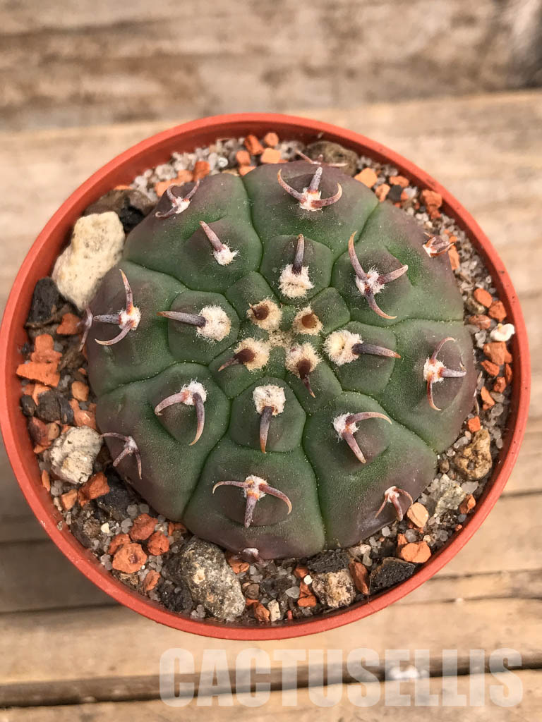SHPR5504 Gymnocalycium vatteri var. unguispinum - 画像 (4)