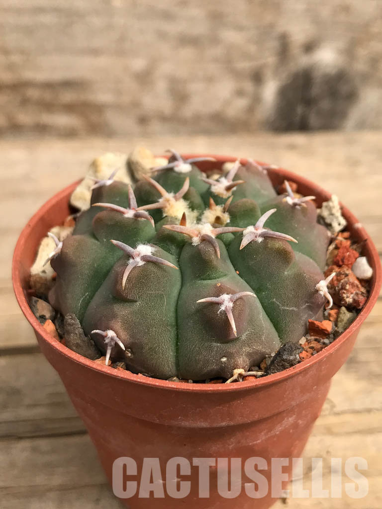 SHPR5506 Gymnocalycium vatteri var. unguispinum - Зображення 2