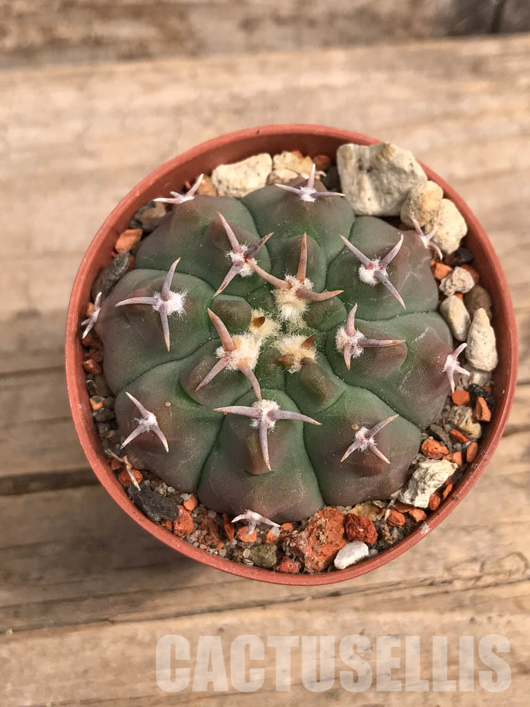 SHPR5506 Gymnocalycium vatteri var. unguispinum