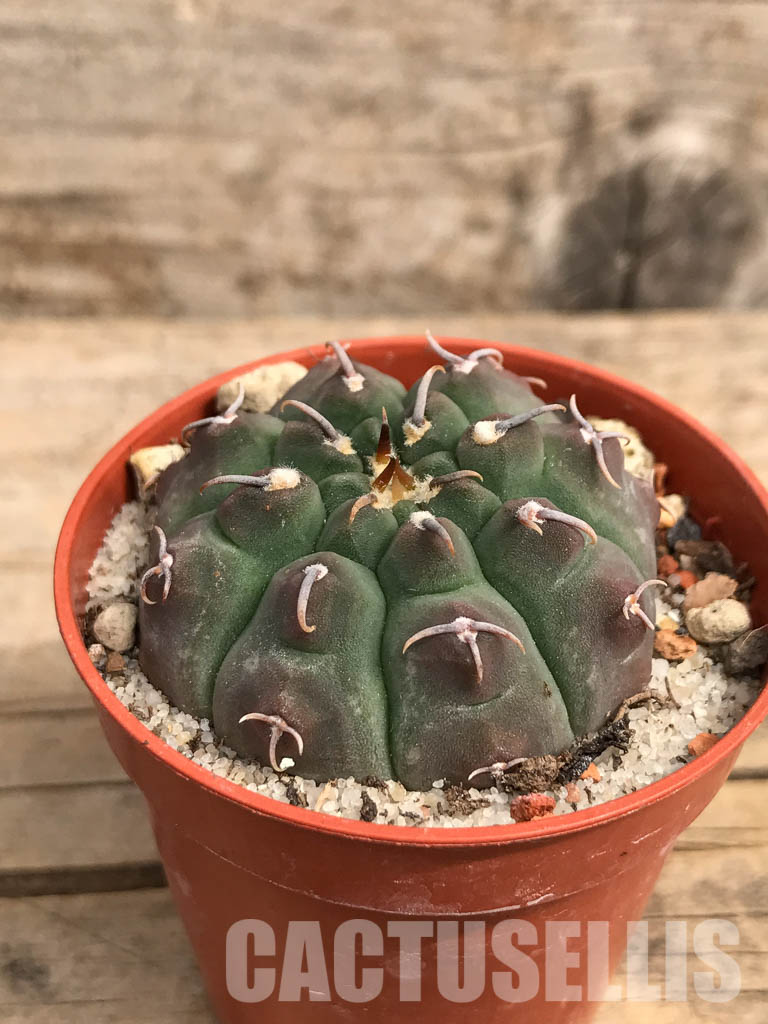 SHPR5507 Gymnocalycium vatteri var. unguispinum - Зображення 2