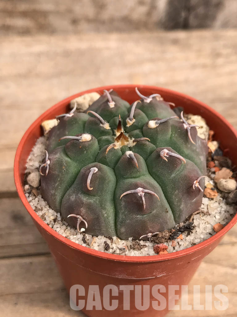 SHPR5507 Gymnocalycium vatteri var. unguispinum - Зображення 3
