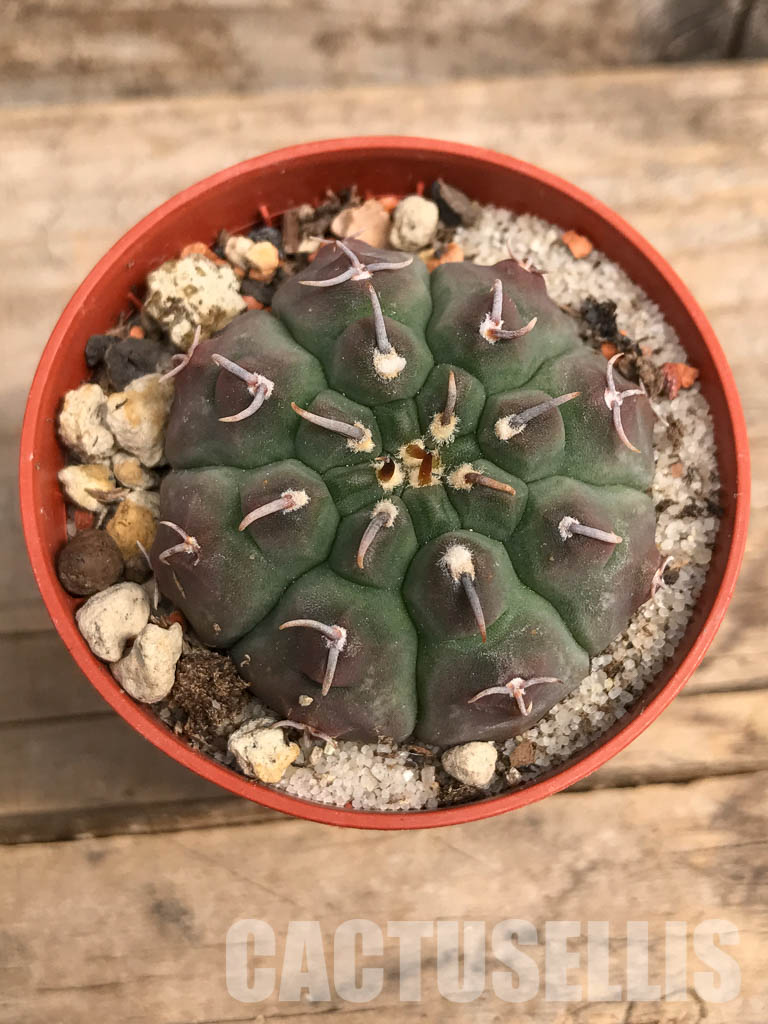 SHPR5507 Gymnocalycium vatteri var. unguispinum