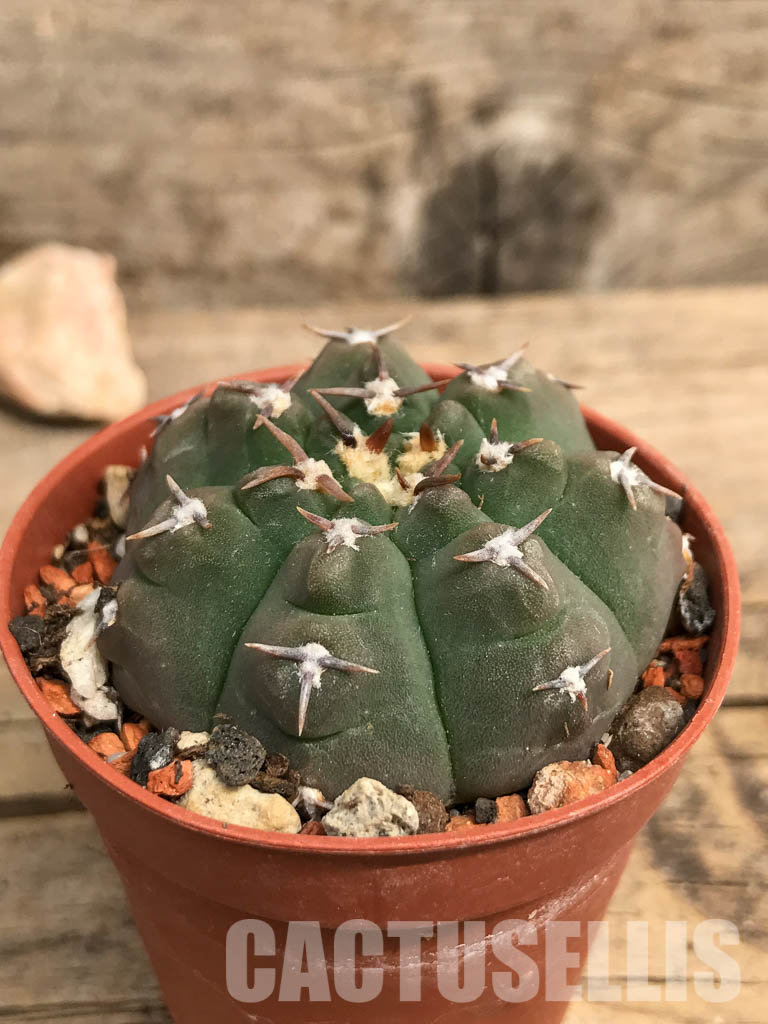 SHPR5510 Gymnocalycium vatteri var. unguispinum - Image 2