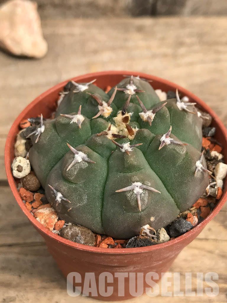 SHPR5510 Gymnocalycium vatteri var. unguispinum - Image 3