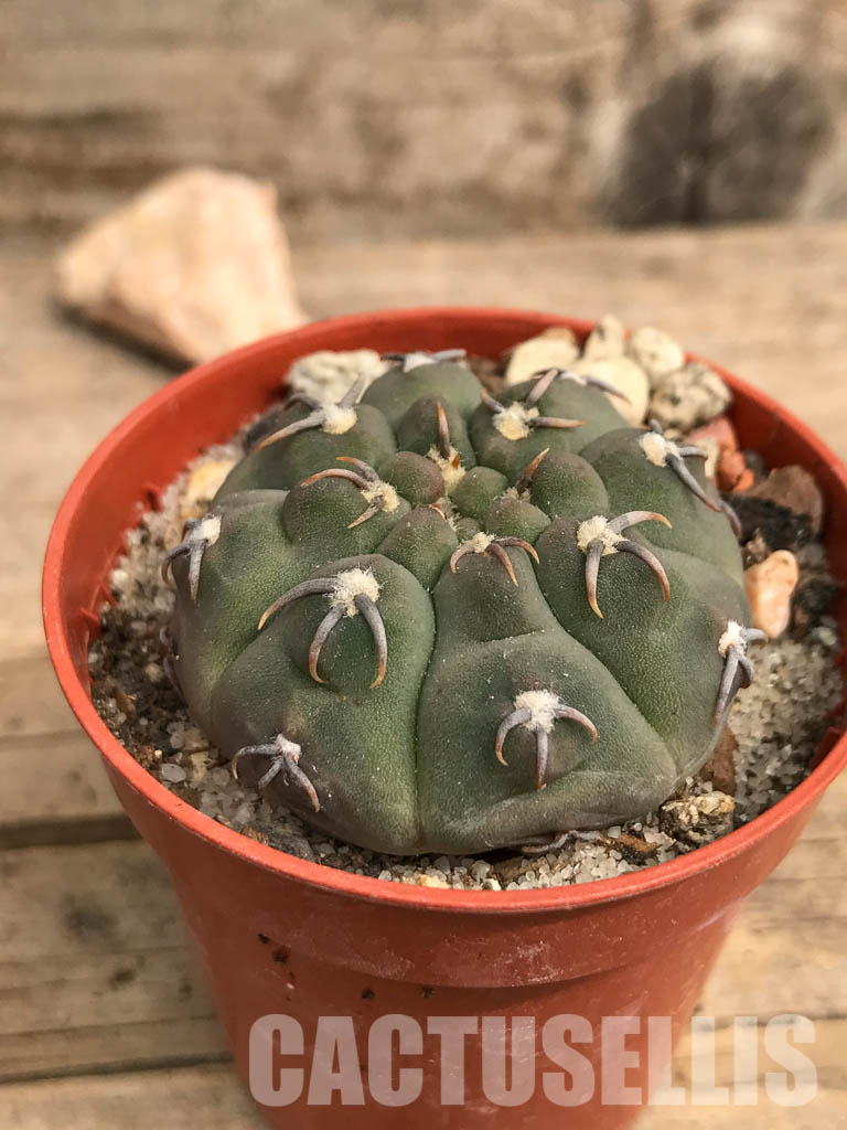 SHPR5512 Gymnocalycium vatteri var. unguispinum - Image 2