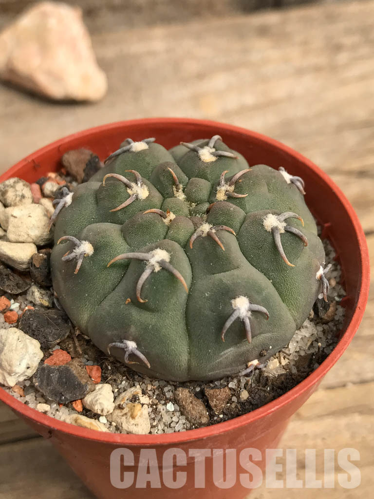 SHPR5512 Gymnocalycium vatteri var. unguispinum - Image 3