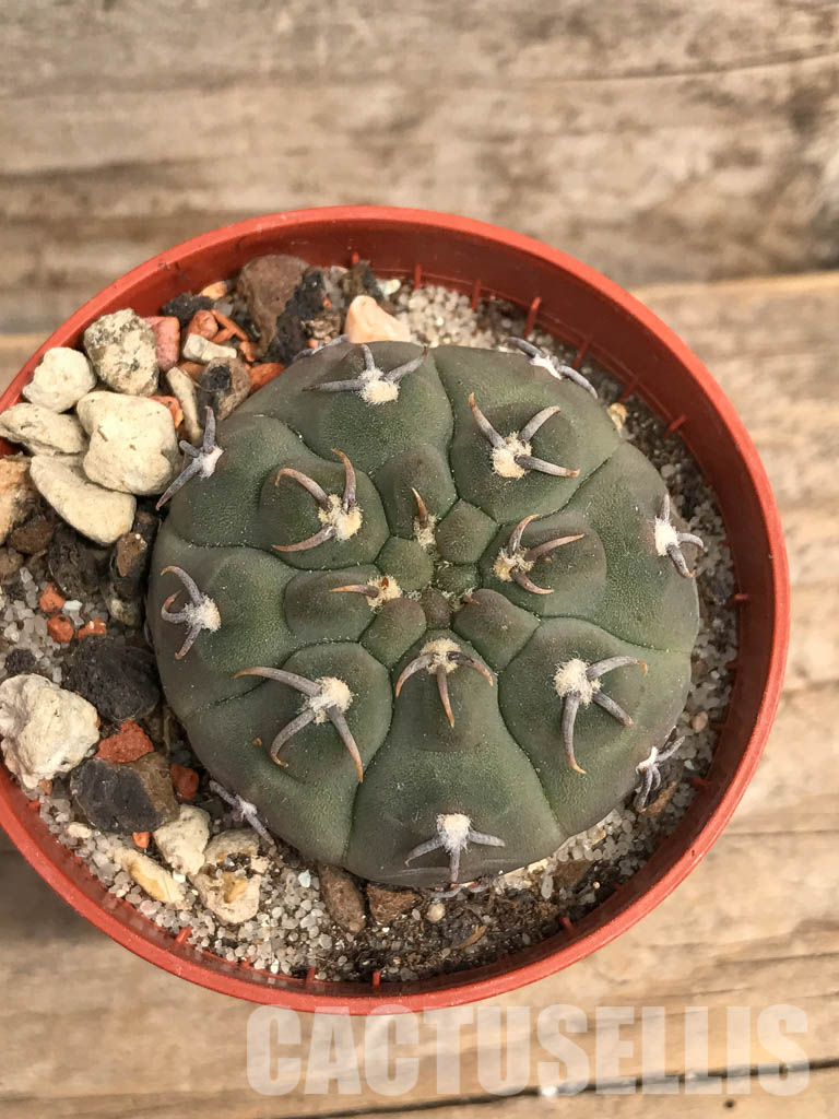 SHPR5512 Gymnocalycium vatteri var. unguispinum